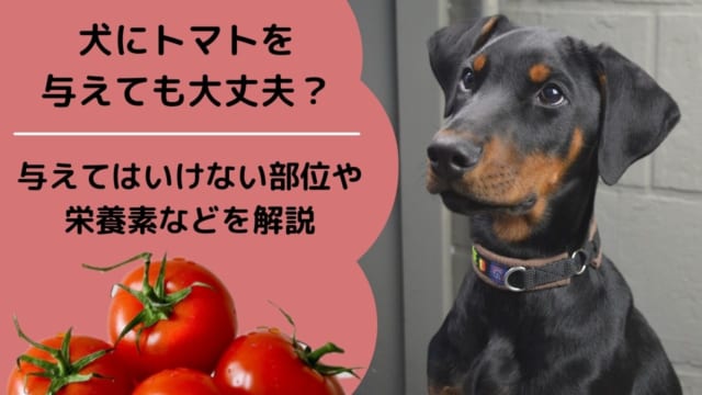 犬　トマト